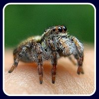 spider bite first aid treatment